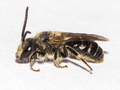 Lasioglossum leucozonium